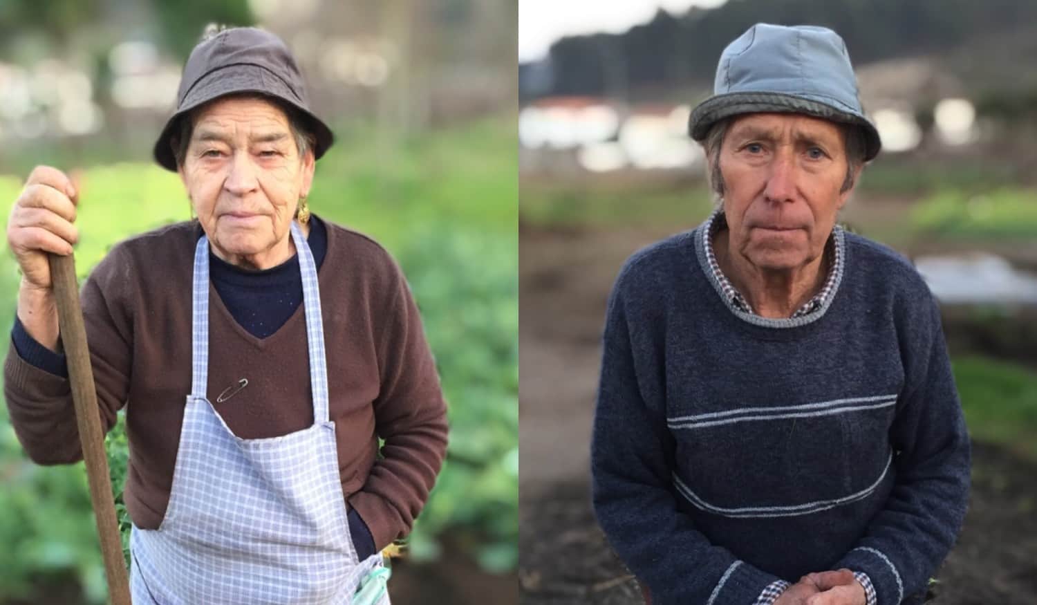 Agricultores anseiam chuva para o sucesso das colheitas