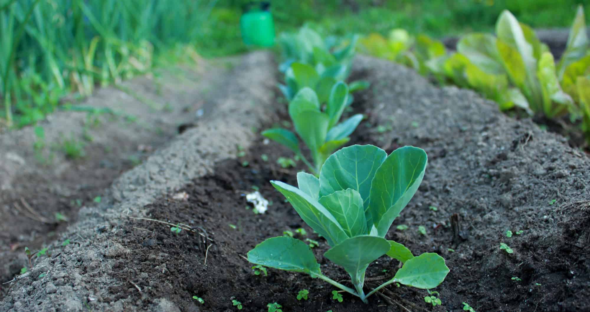 Lousada promove webinar "Inclusão social e sustentabilidade na agricultura"