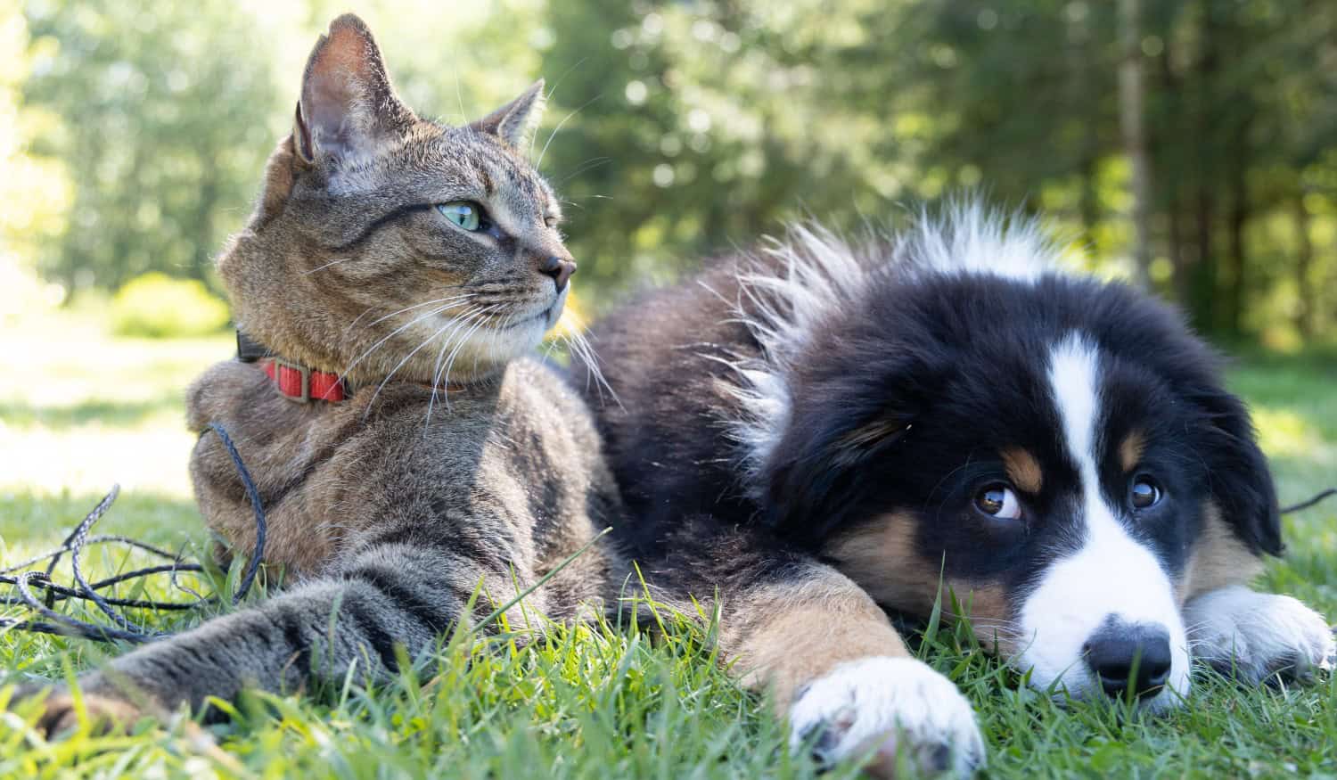 Município de Baião vai promover campanha de esterilização de animais de companhia