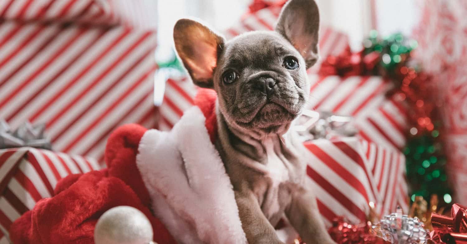 Paredes promove concurso "Companheiros de Natal 2021"