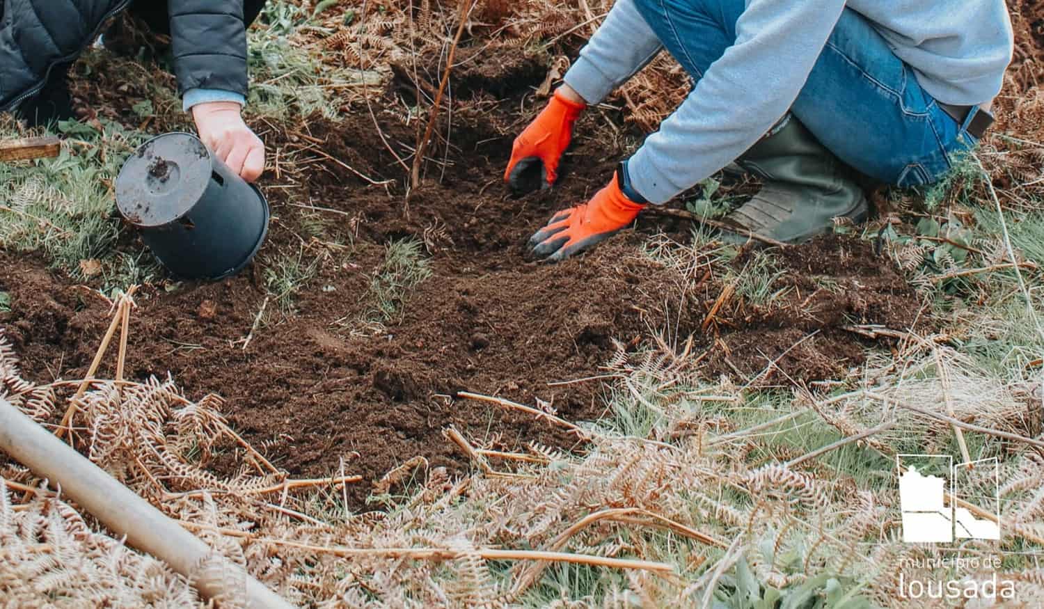 Lousada convida população a plantar árvores no quintal, jardim ou terreno
