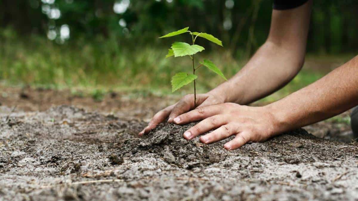 Lousada: Associação VERDE promove semana de voluntariado