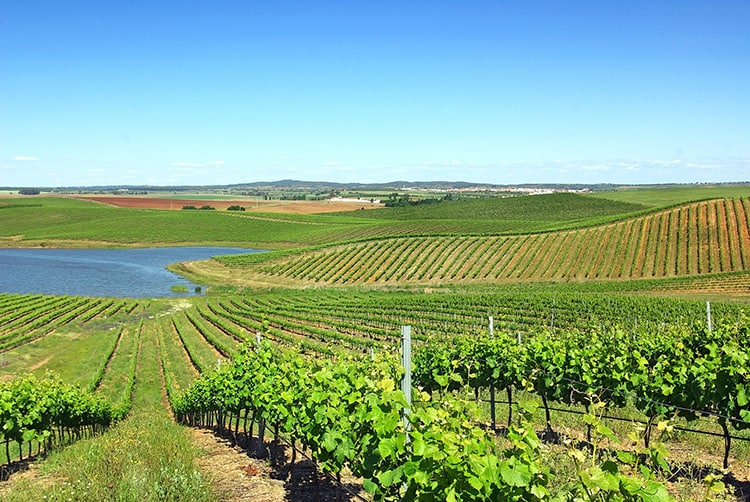 Produção de vinho verde "bate recorde de exportações" em 2021