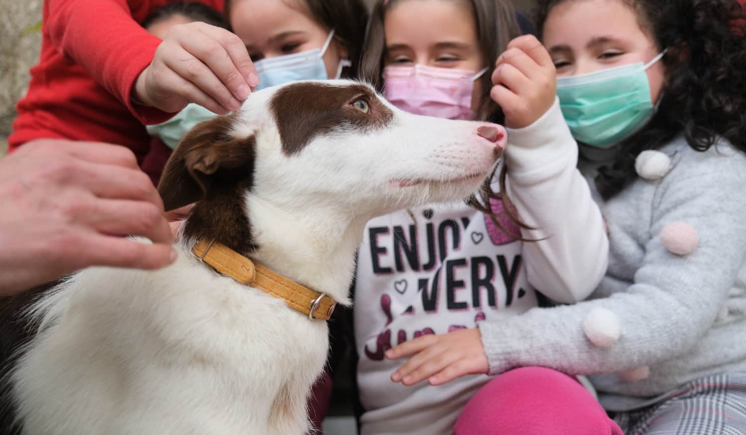 Duas escolas de Marco de Canaveses receberam dois cães do Centro de Recolha Oficial