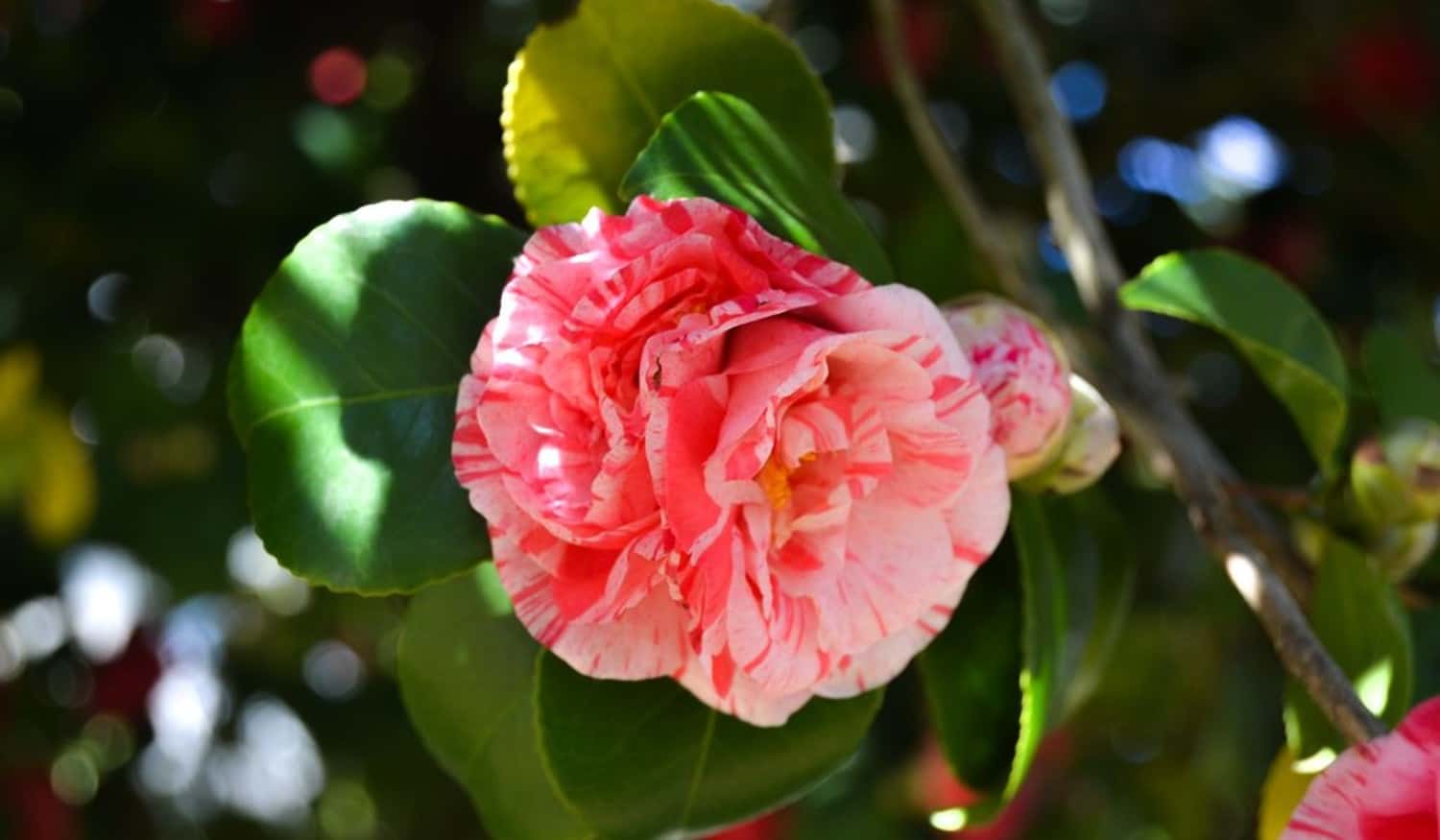 Município de Paredes vai dinamizar concurso "Montras Primavera Festival da Flor