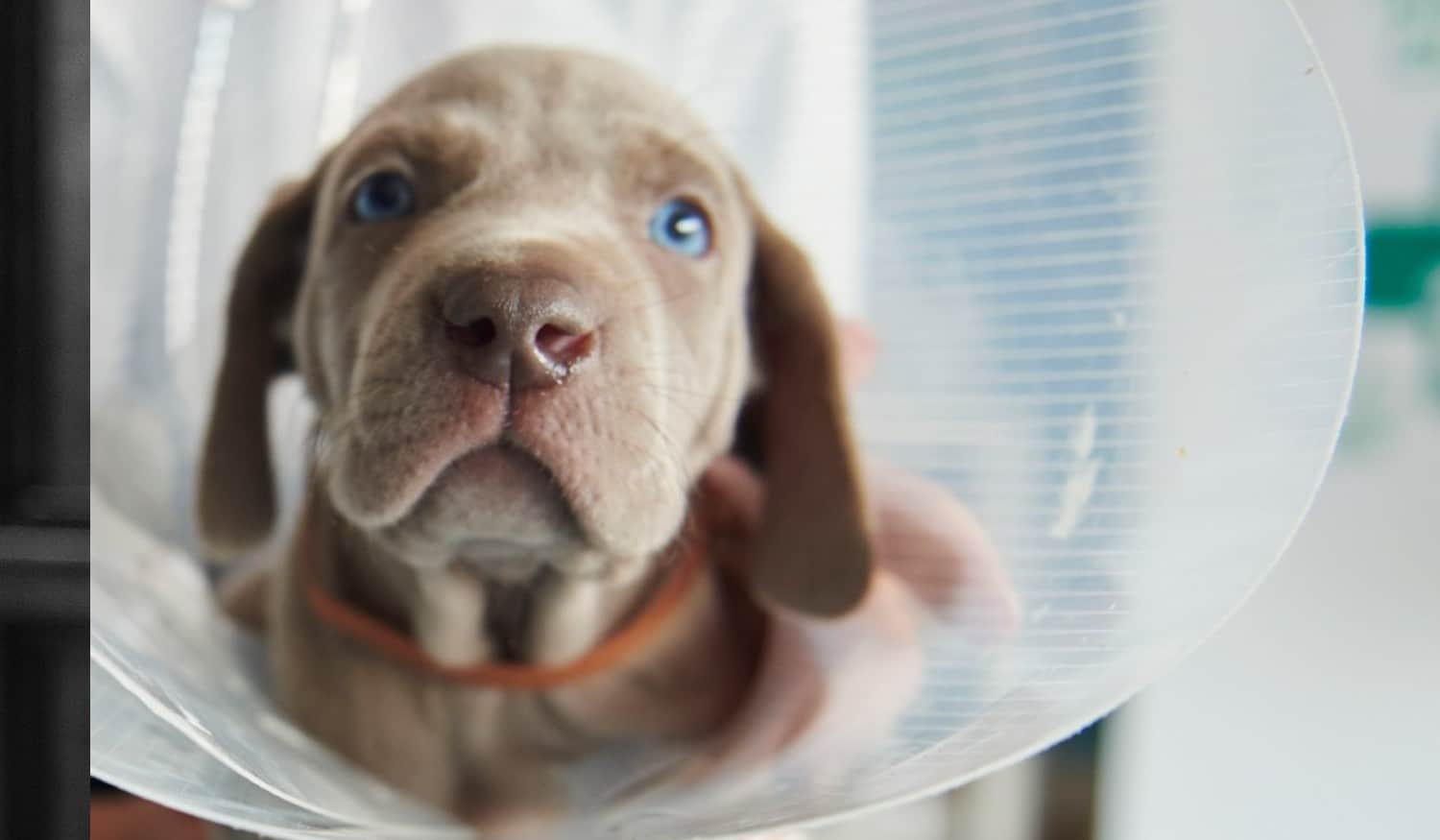 Município de Lousada promove esterilização de animais de companhia