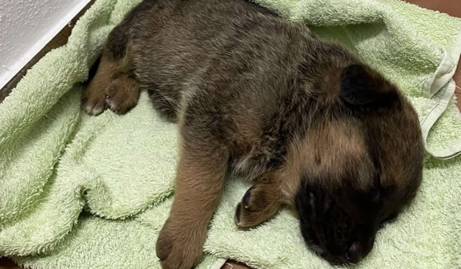 Cão resgatado pela polícia municipal do Marco de Canaveses teve "um final feliz"