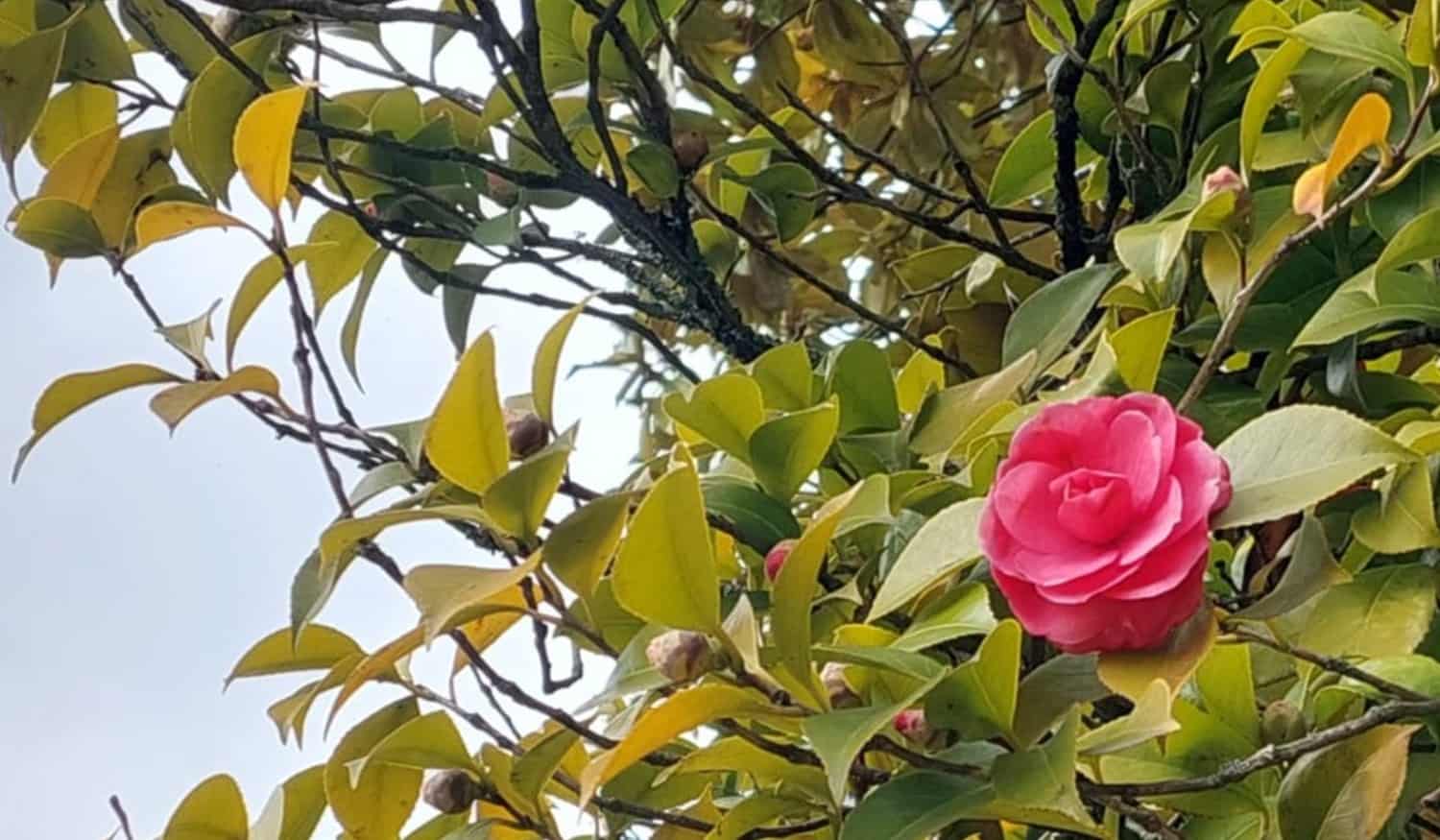 Lousada dinamiza XII edição do Festival Internacional de Camélias