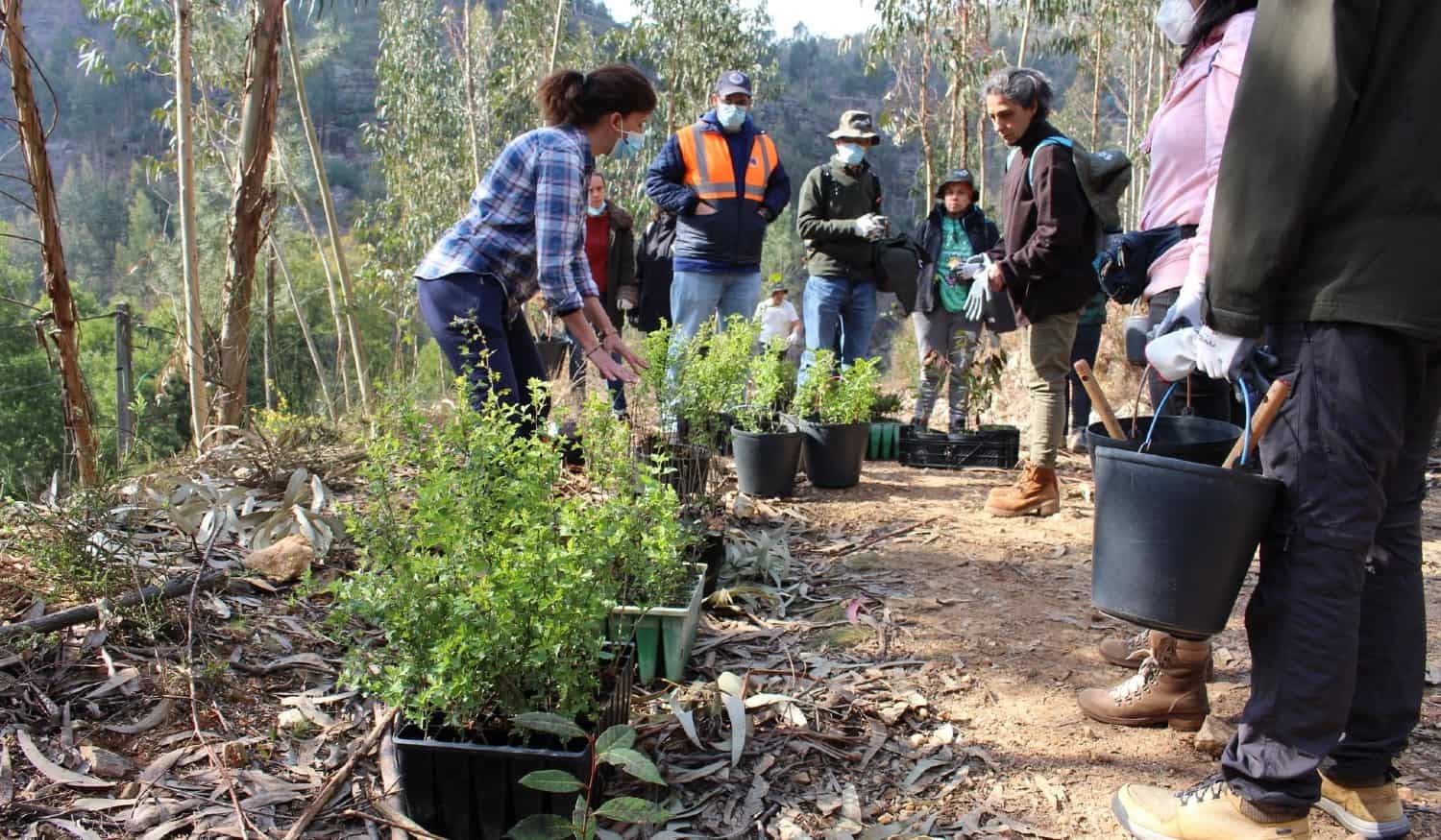 Paredes: Voluntários plantaram mais de 400 árvores de espécies autóctones em Aguiar de Sousa