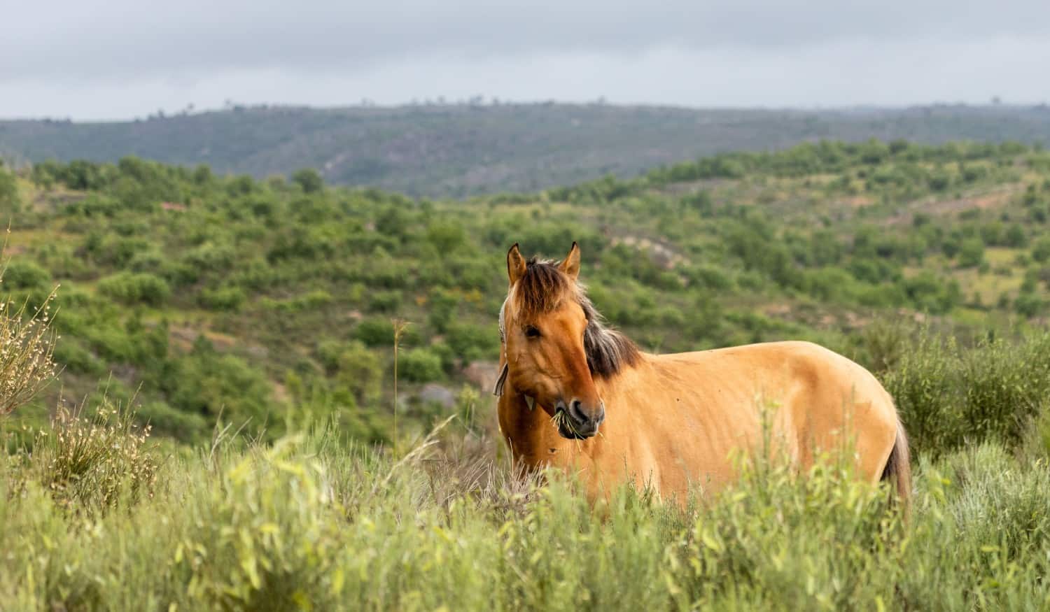 Dia do Rewilding vai ser celebrado com passeio interpretativo no Grande Vale do Côa