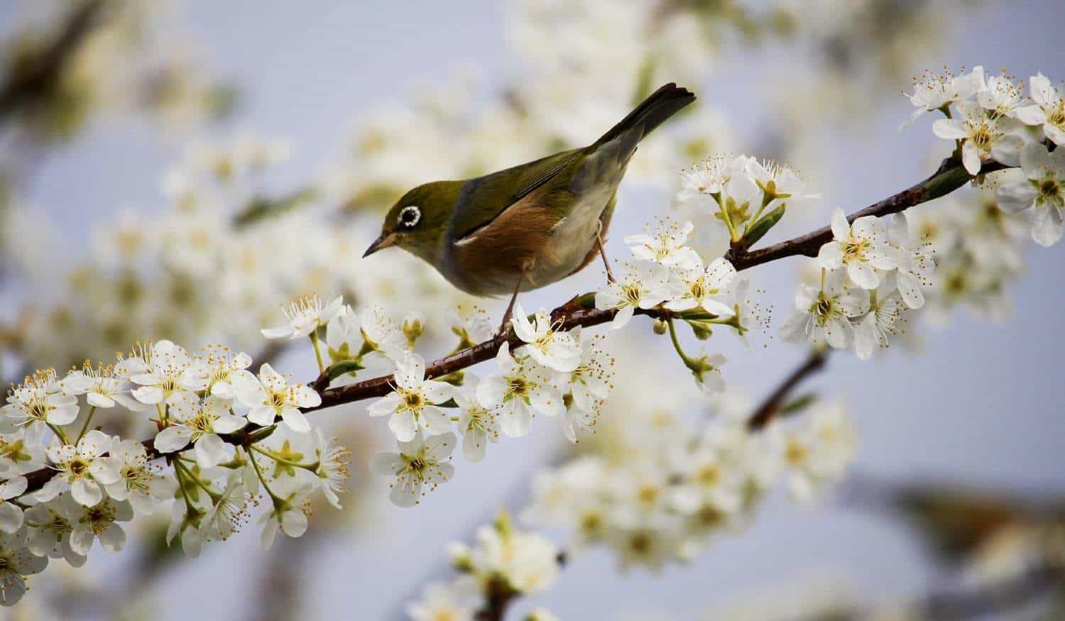 Primavera começa este domingo