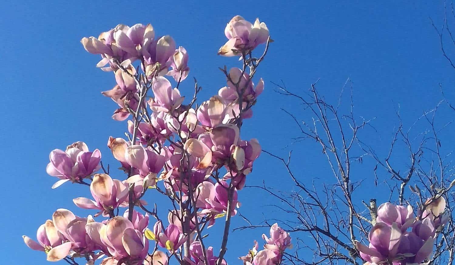 Opinião: Primavera