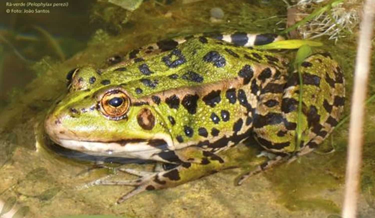 Paços de Ferreira vai acolher Workshop de Identificação dos Anfíbios de Portugal