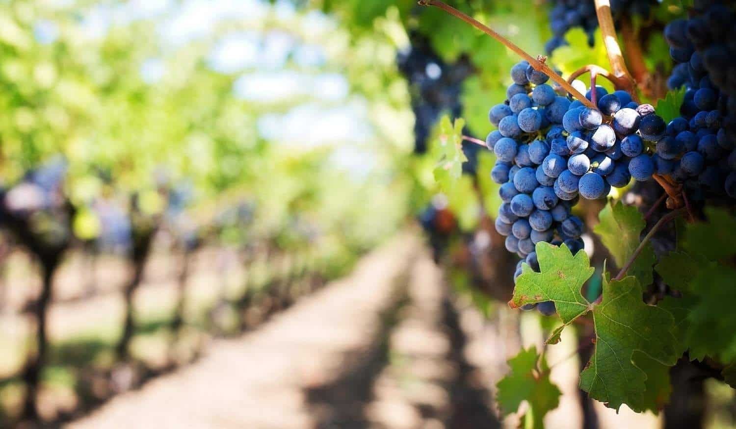 DesAgro promove evento sobre implementação de tecnologias de precisão na fileira de vinho 