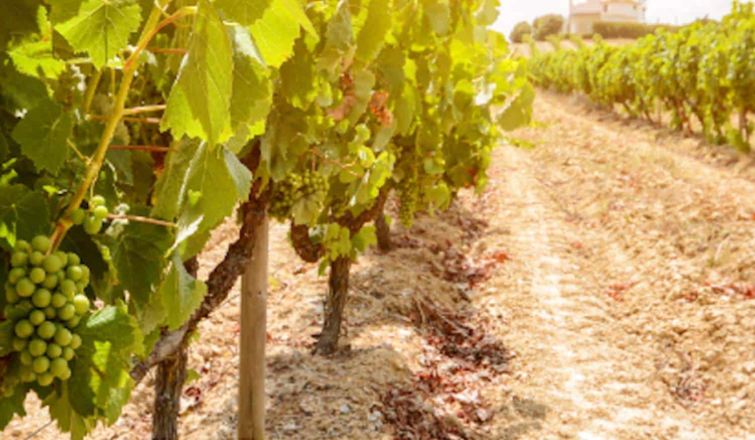 DesAgro promove três ações dedicadas ao sector do vinho e da vinha