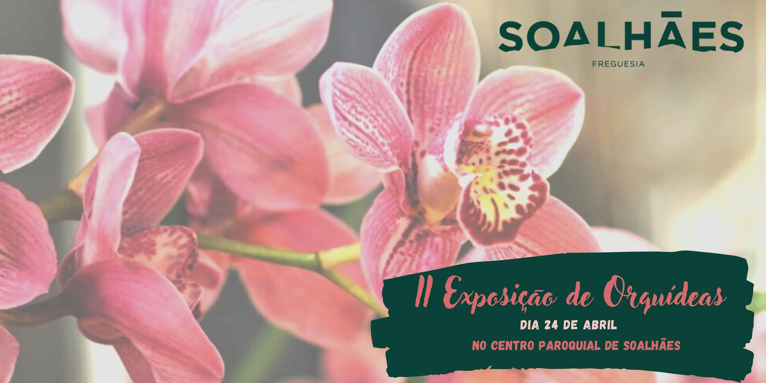 Marco de Canaveses: Soalhães acolhe II Exposição de Orquídeas