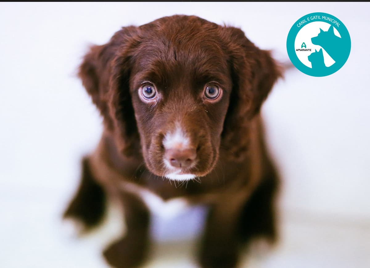 Campanha oficial da vacinação antirrábica e identificação eletrónica de cães decorrerá em Amarante