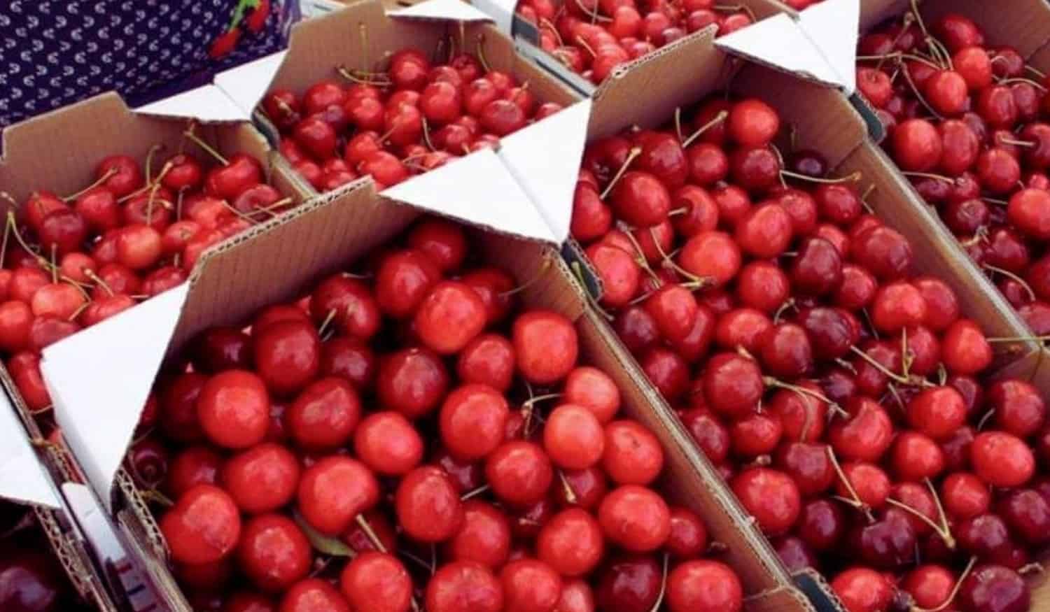 Resende: Abertas as inscrições para produtores que queiram participar no Festival da Cereja