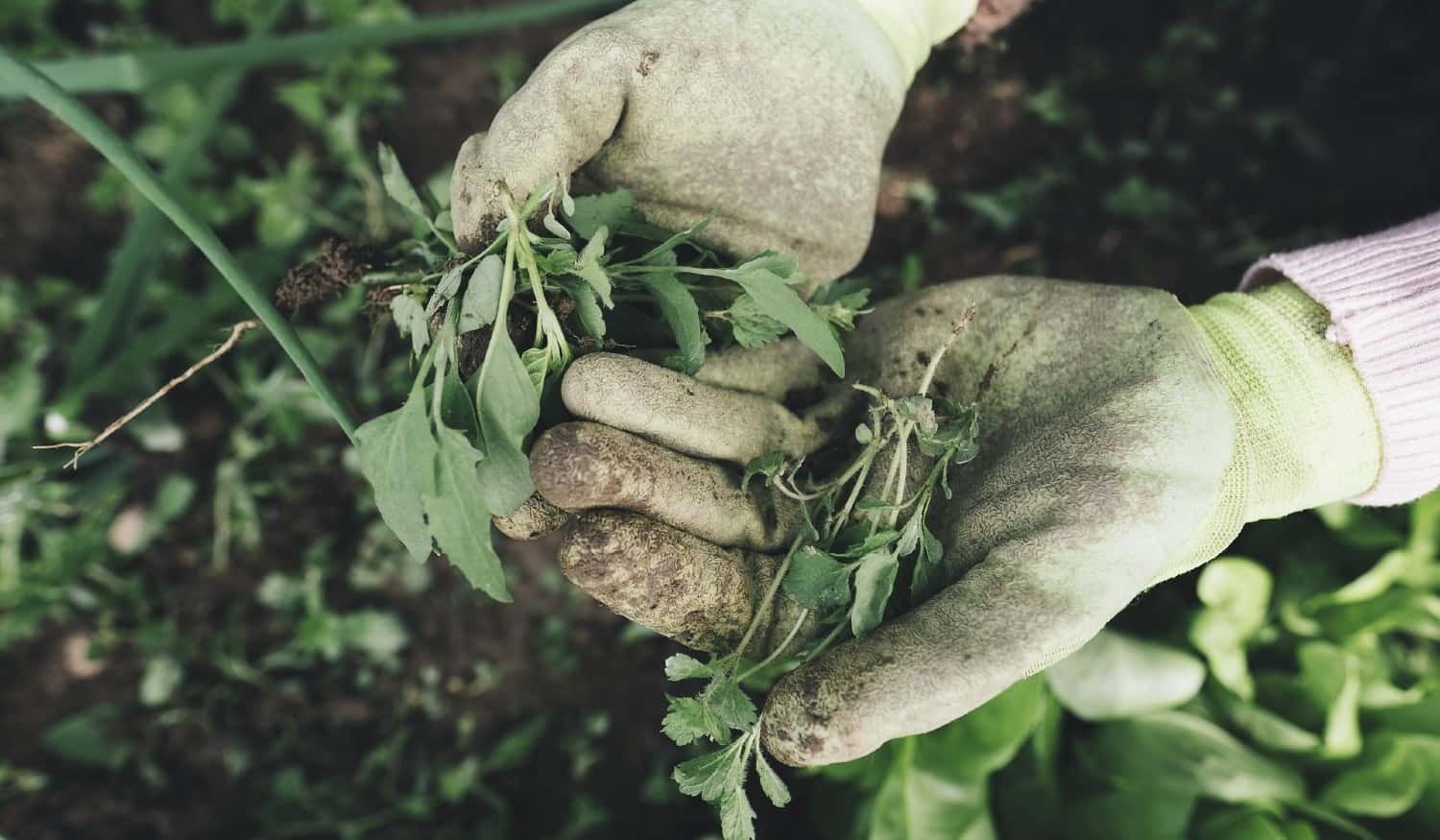 Associação Empresarial de Resende promove formação de jardinagem para desempregados