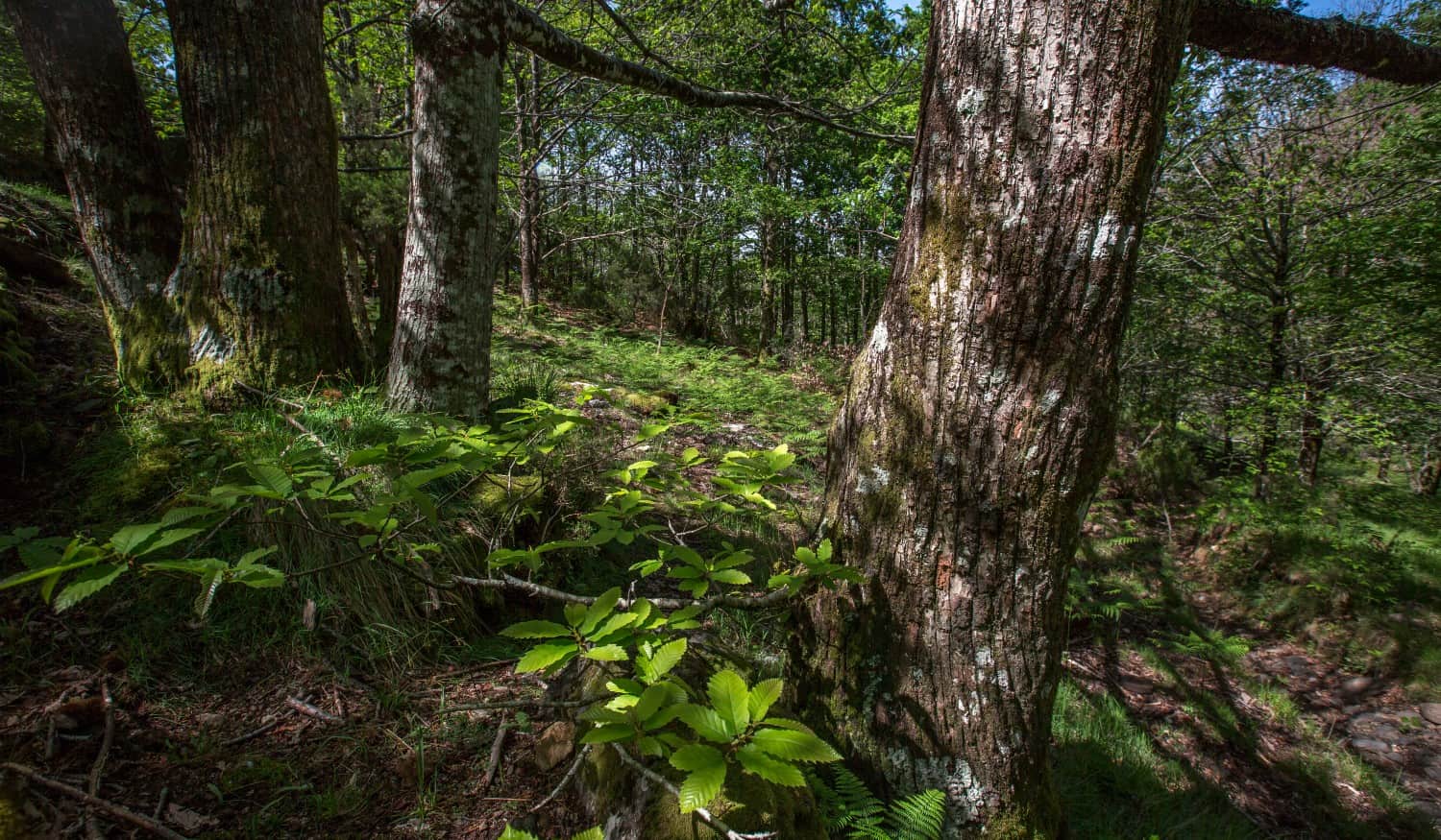 Município de Baião promove conferência internacional sobre sustentabilidade e valorização dos territórios
