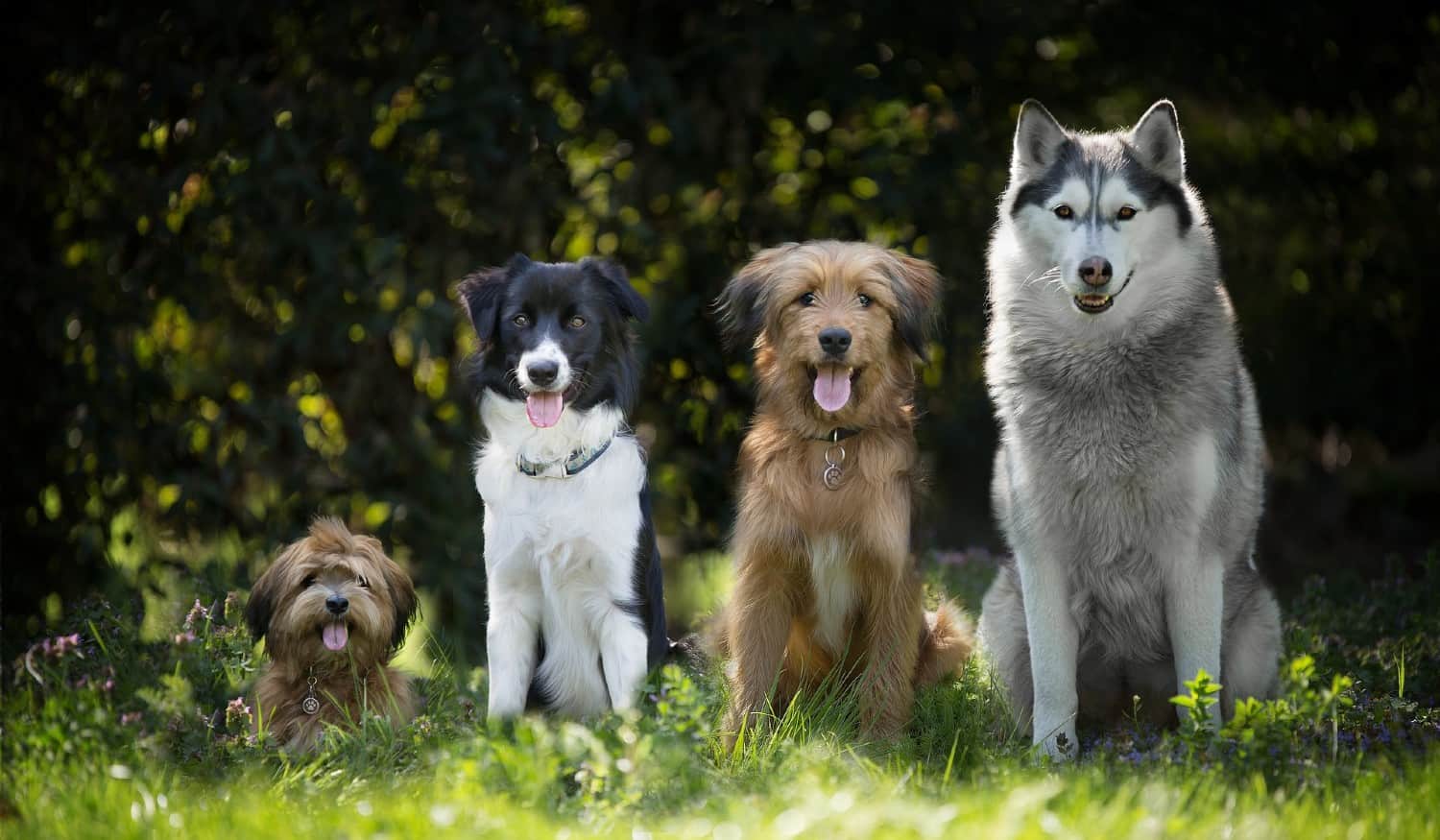 Vai de férias? Saiba onde pode deixar os seus cães