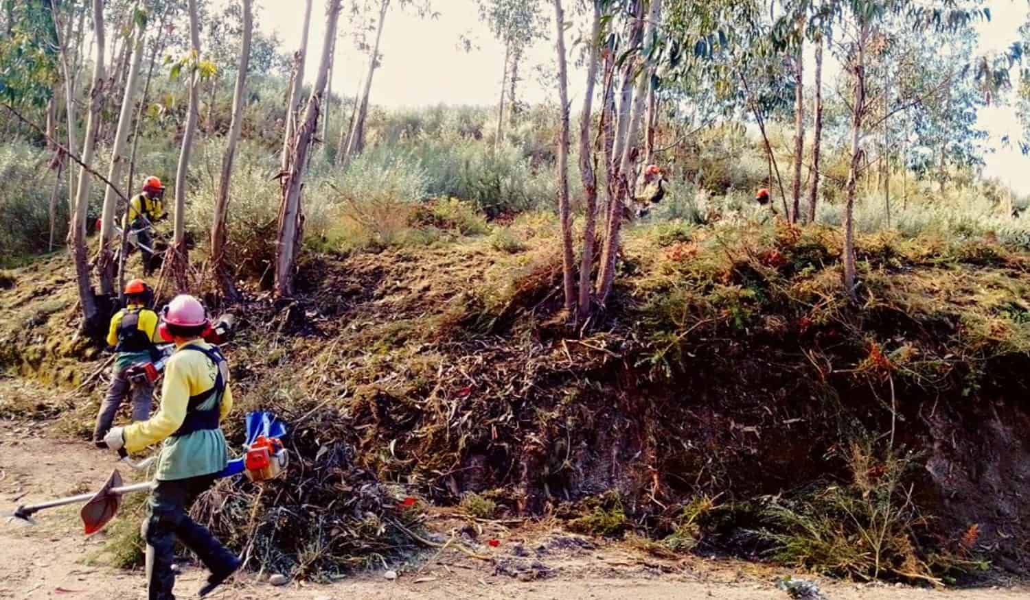 Temperaturas altas colocam oito concelhos da região com risco elevado de incêndio