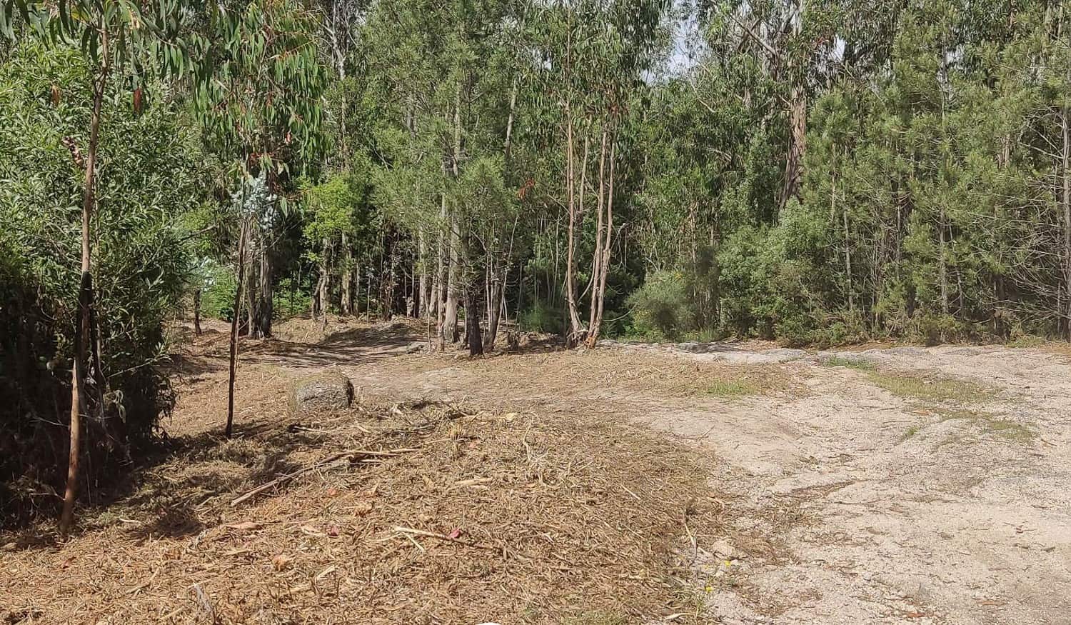 Município de Paços de Ferreira concluiu limpezas no Monte do Pilar