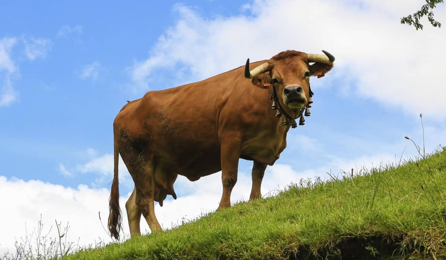 Candidaturas para o apoio aos criadores de gado tradicional de Cinfães decorrem até 17 de junho