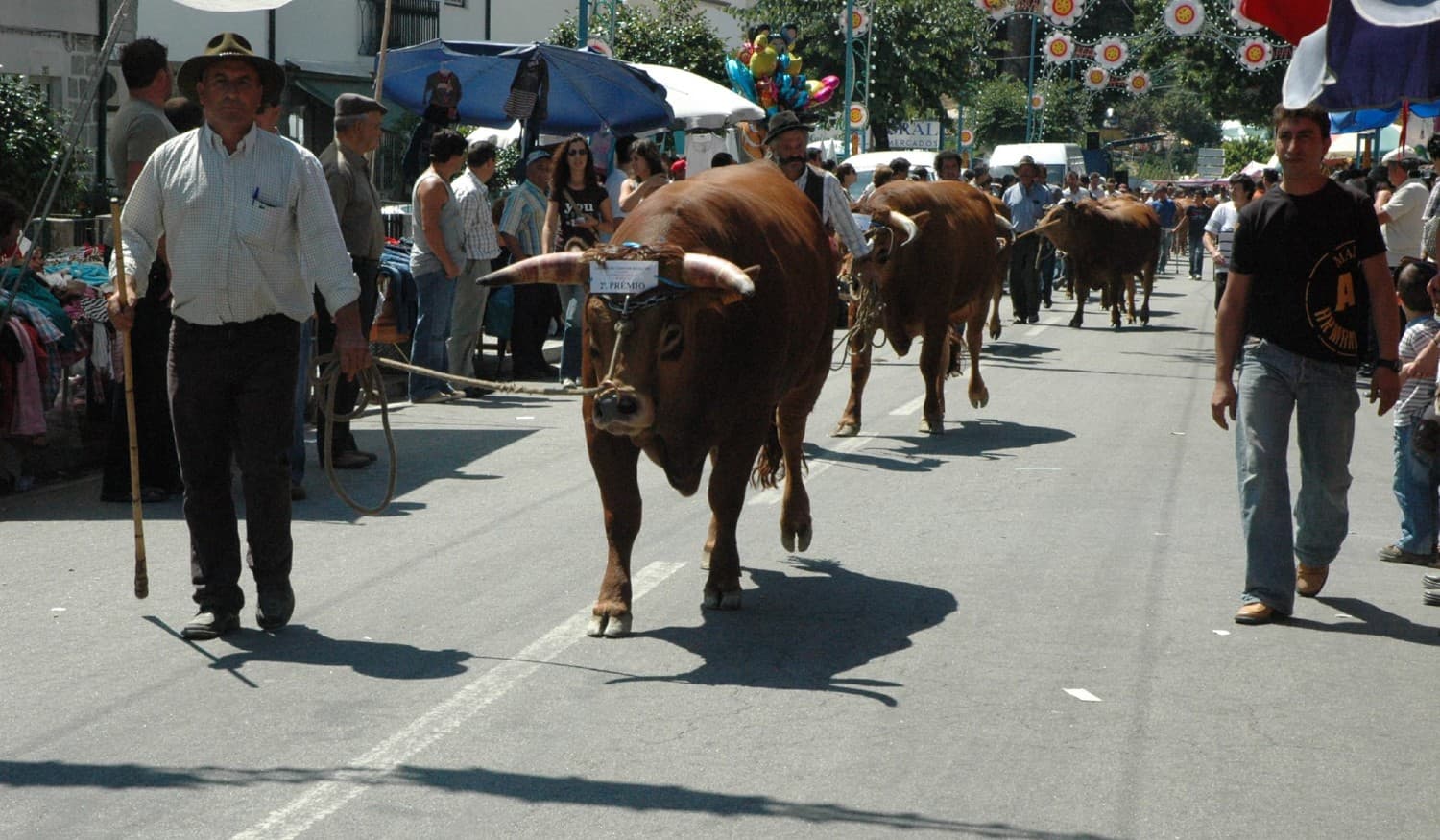 Concurso pecuário de gado bovino de raça arouquesa regressa a Baião