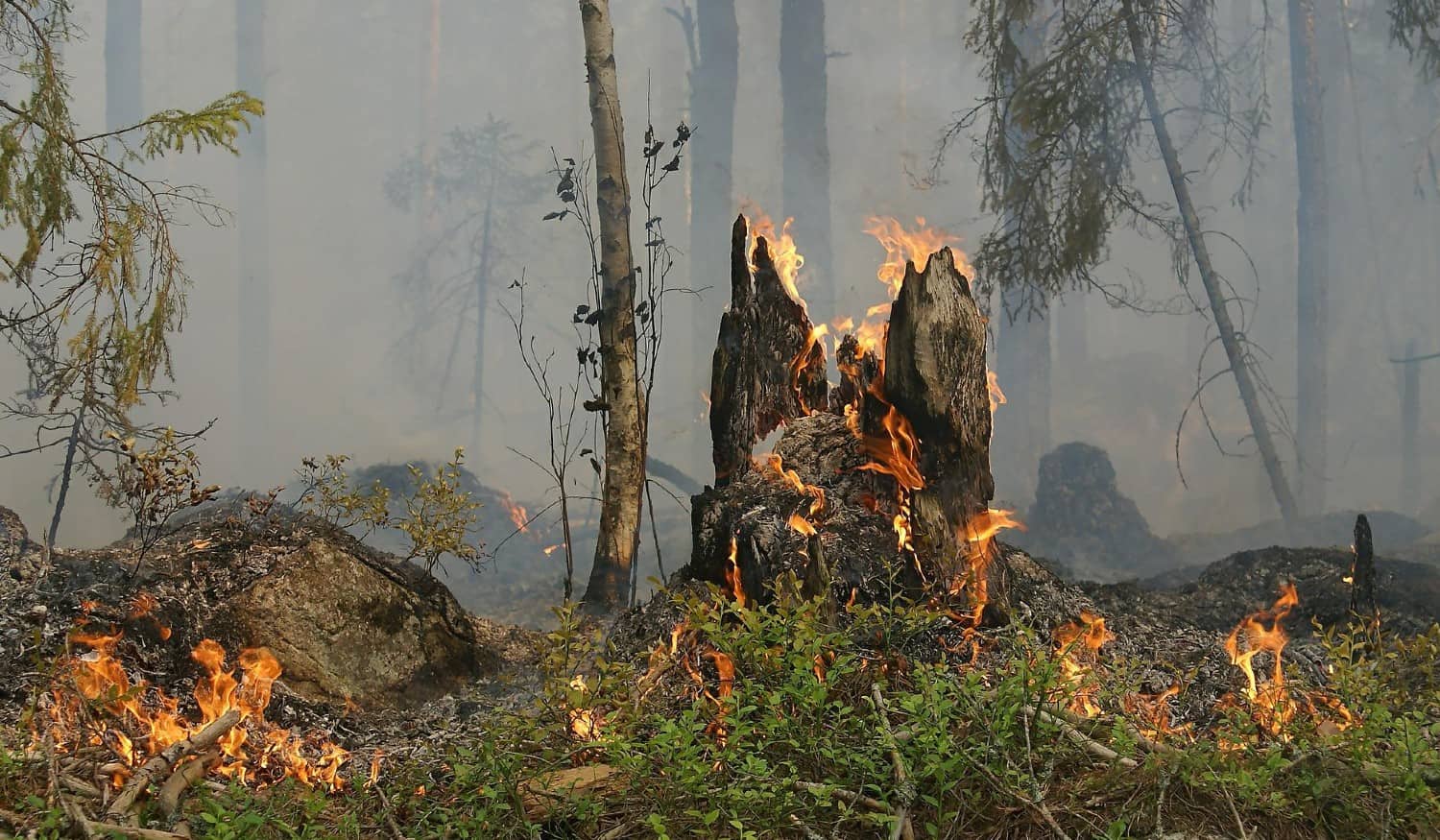 Aprovado plano de ação para a gestão integrada de fogos rurais no Norte do país