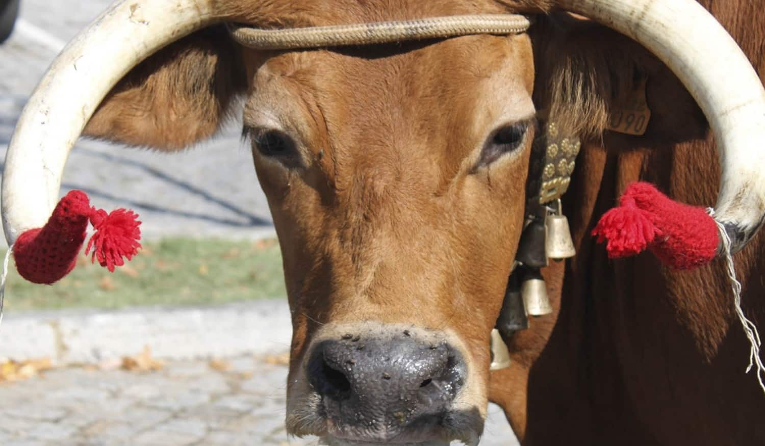 Município de Cinfães vai entregar cerca de 47 mil euros aos produtores de raça arouquesa