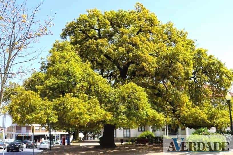 Ramificação do carvalho centenário do jardim municipal de Paços de Ferreira caiu