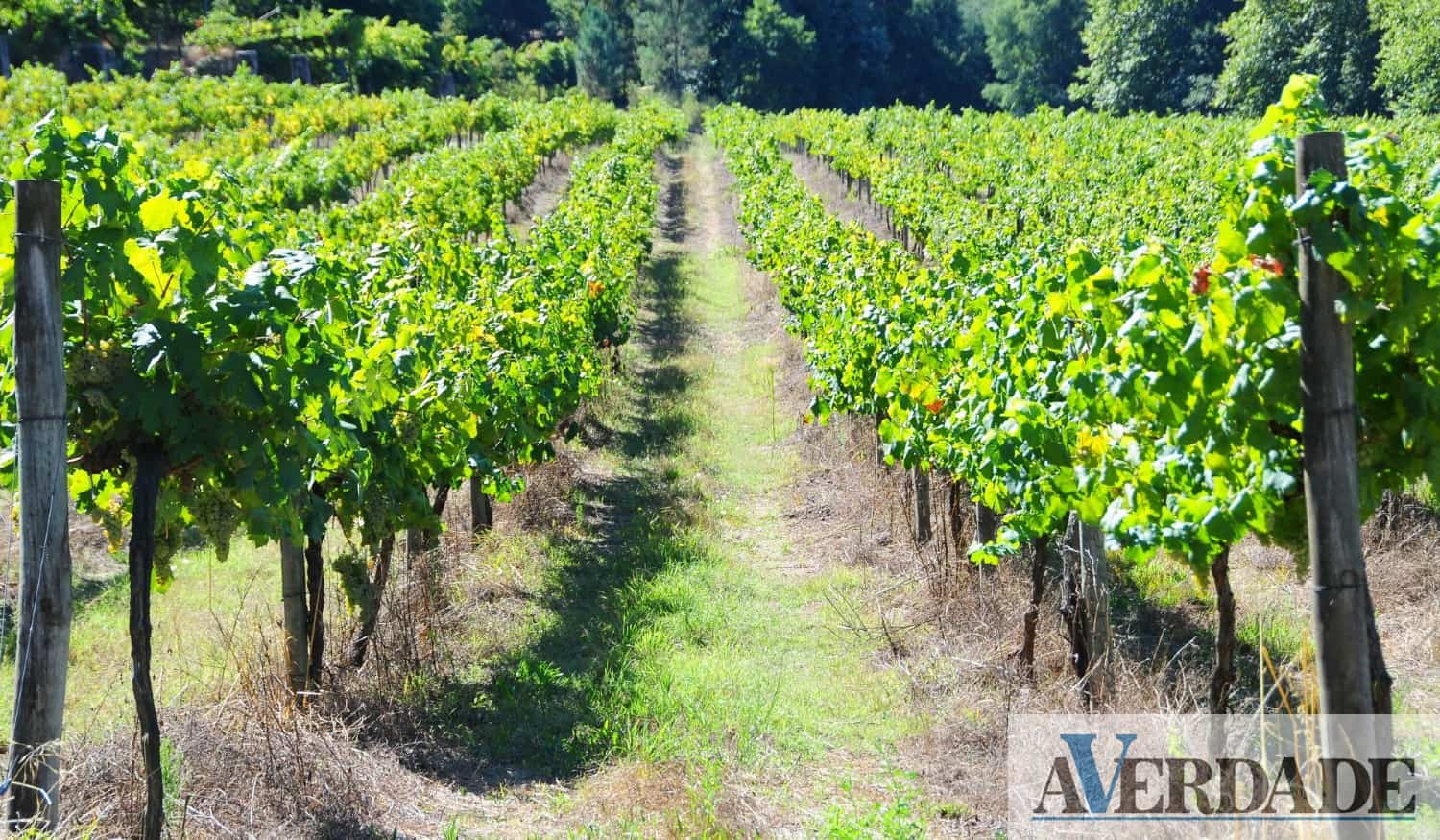 Amarante: Festa do Vinho Verde de Gatão vai decorrer esta sexta-feira e sábado