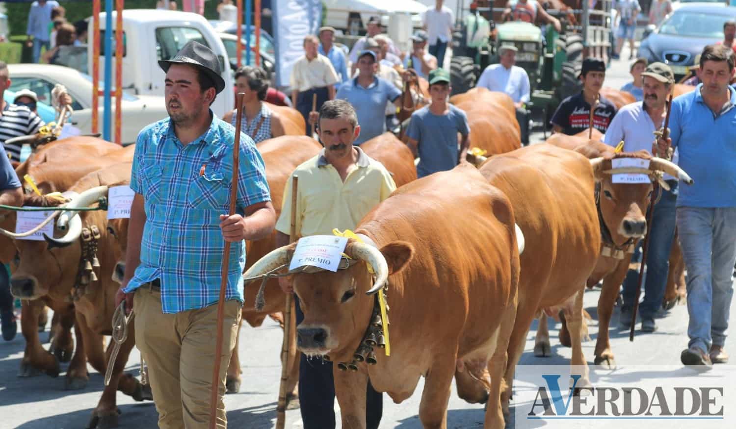 Baião: Concurso pecuário integra as Festas Concelhias e de São Bartolomeu na terça-feira