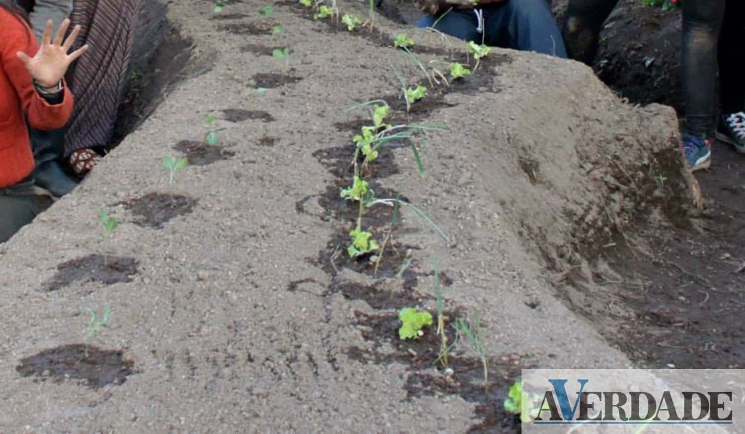 Jovens de vários países vão fazer intercâmbio em Amarante para ajudar na criação de horta urbana