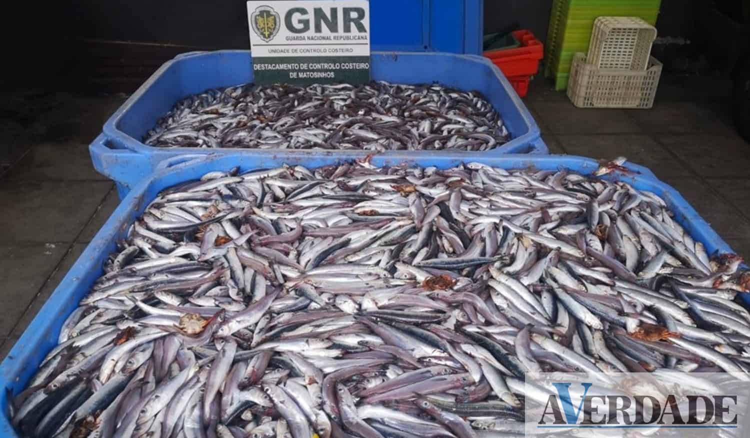 Apreendidos 2.250 quilos de biqueirão em Matosinhos
