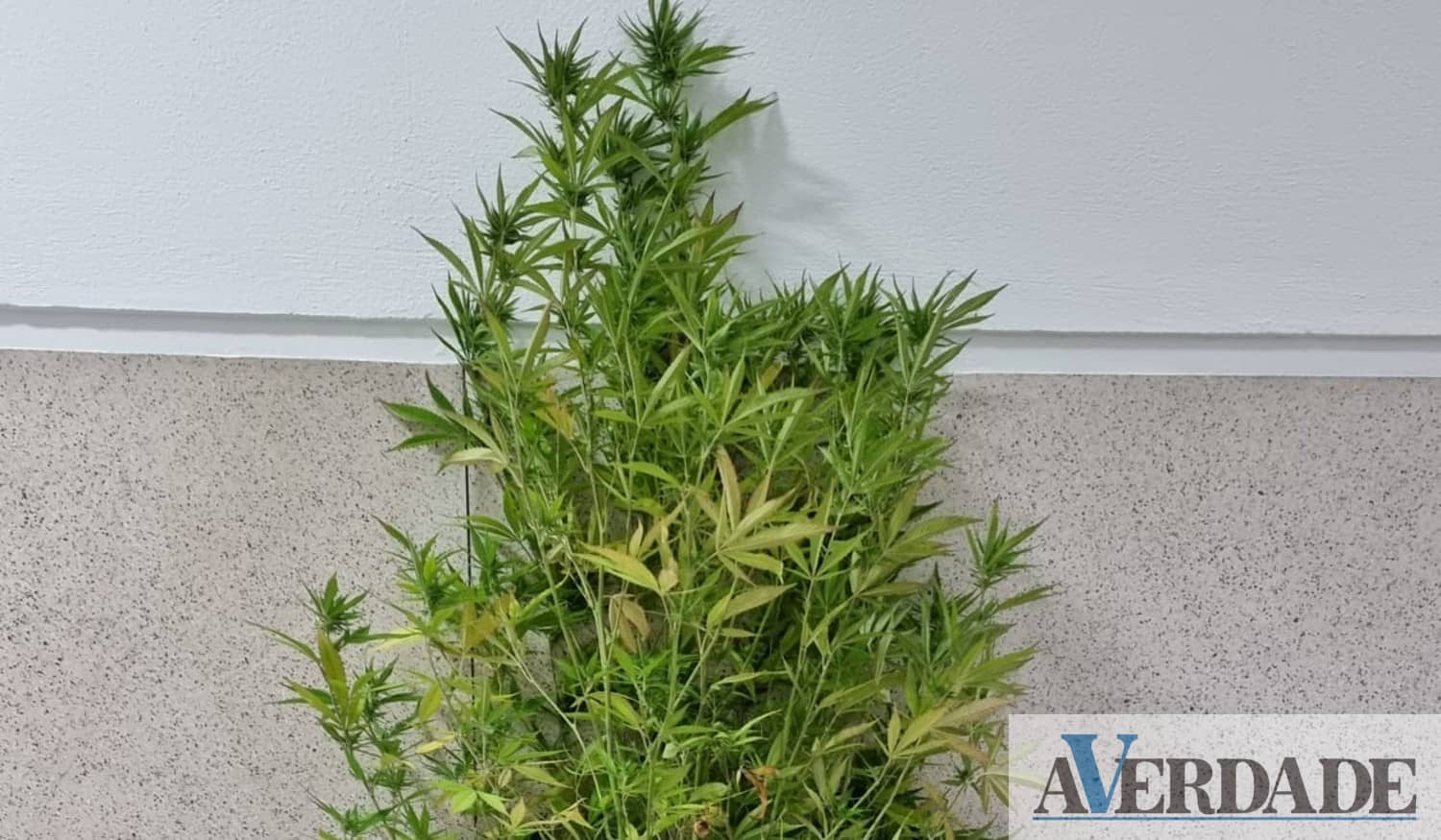 Homem de 49 anos detido por cultivo de cinco plantas de canábis em Gondomar
