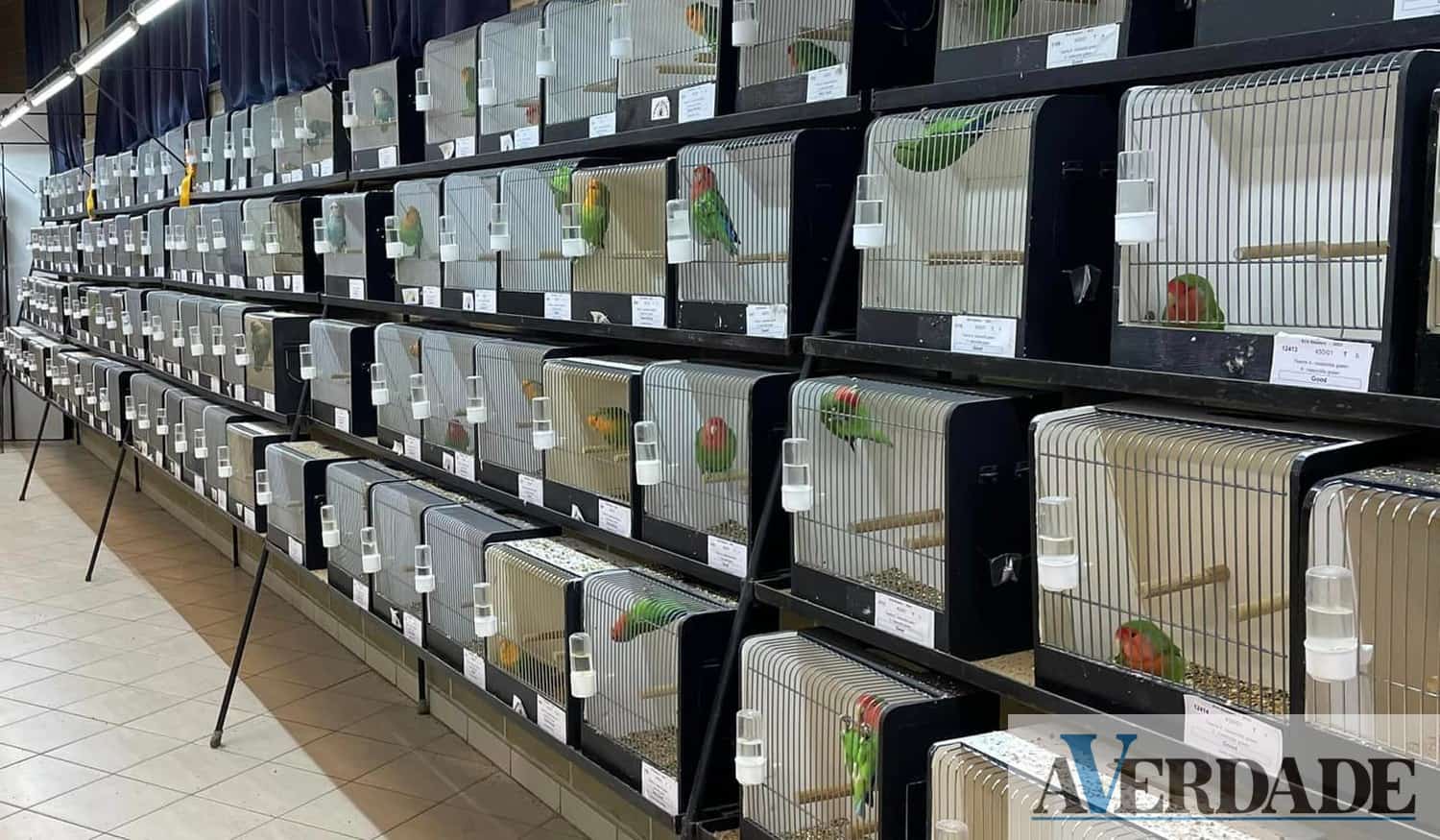 Participantes da região conquistaram medalhas em exposição internacional de agapornis