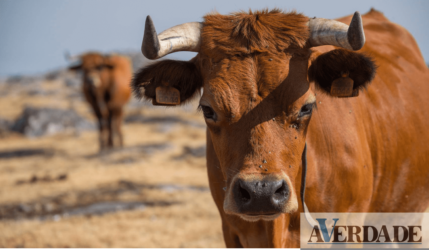 Município de Cinfães vai aumentar apoios aos criadores de gado