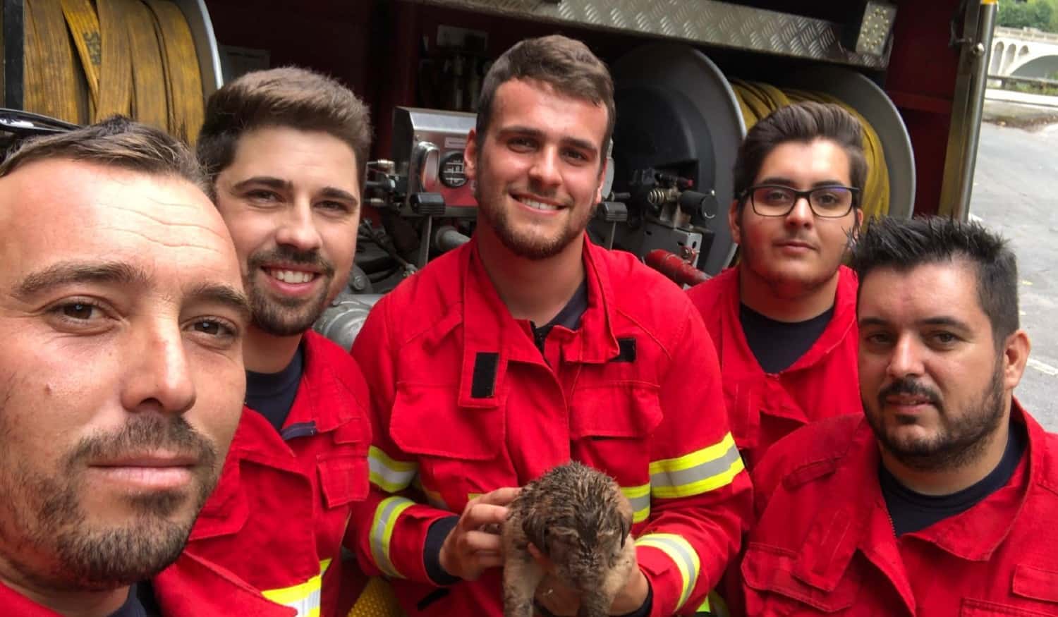 Bombeiros de Entre-os-Rios fazem resgate de cão bebé que termina com final feliz