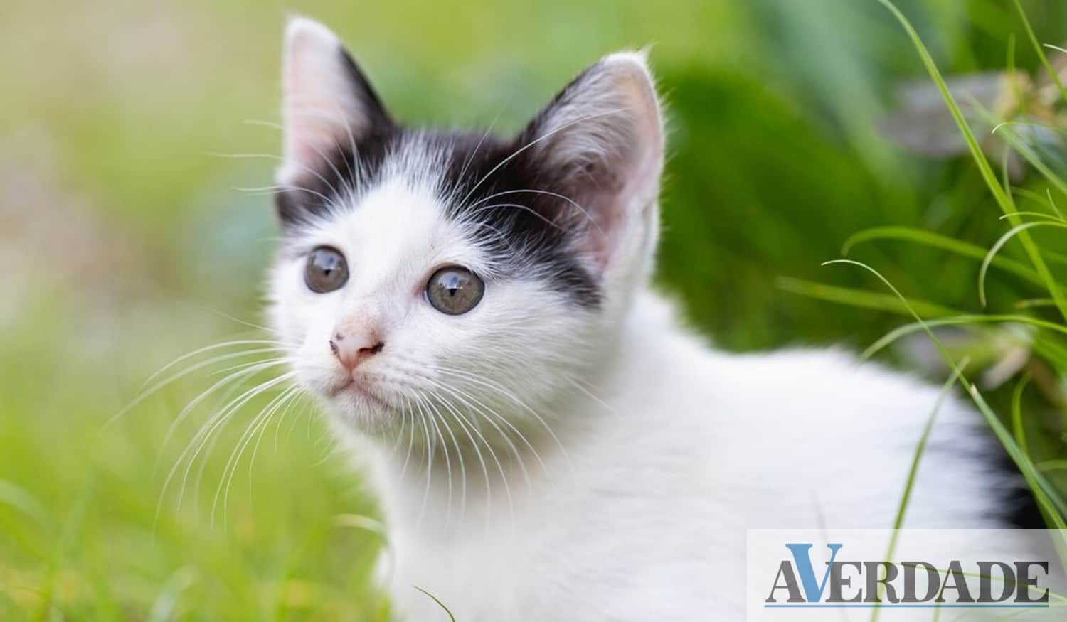 Gondomar promove identificação gratuita de gatos até ao dia 15 de maio