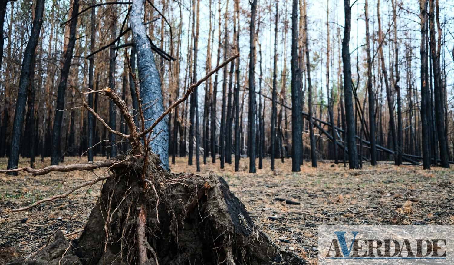 Faixa de gestão de combustível vai ser executada nos concelhos de Cinfães e Resende