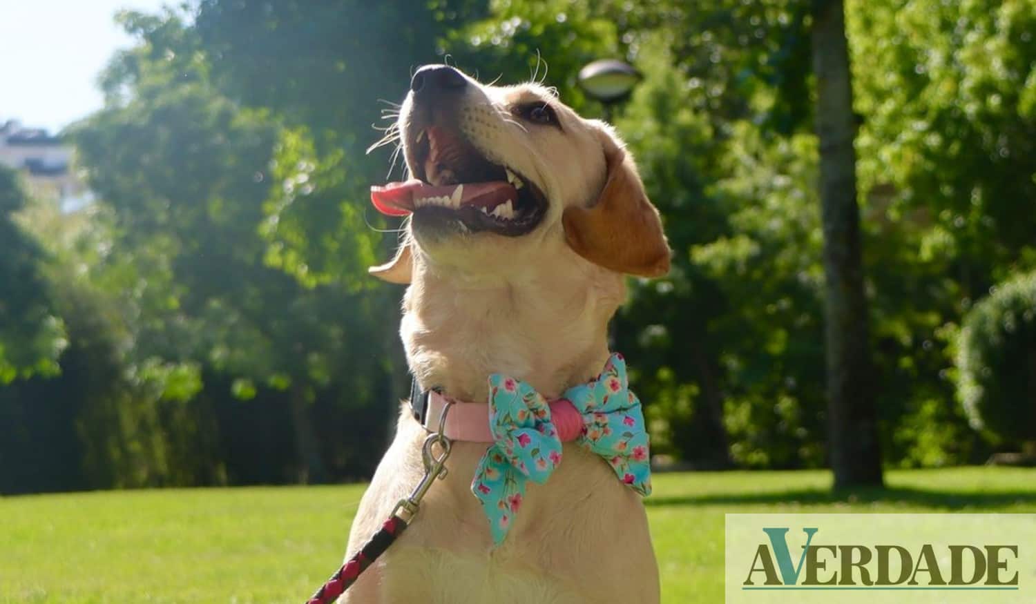Município de Paredes promove "Semana do Animal" com várias ações de sensibilização
