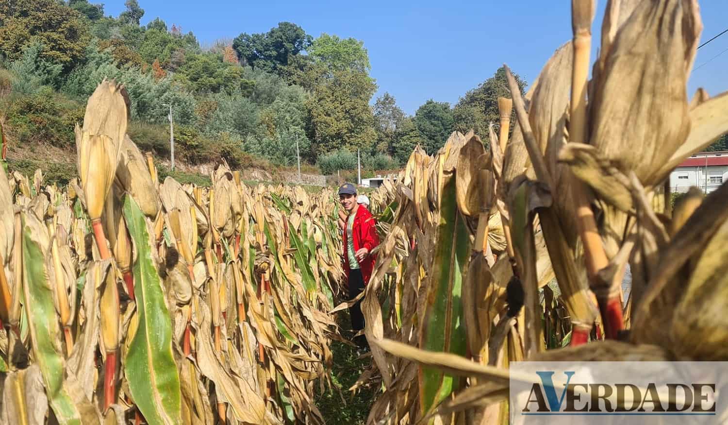 Lousada: Sabores da terra e música tradicional no regresso da Festa das Colheitas a Meinedo