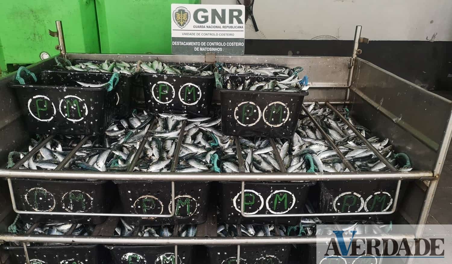 Apreendidos mais de 650 quilos de sardinha em Matosinhos