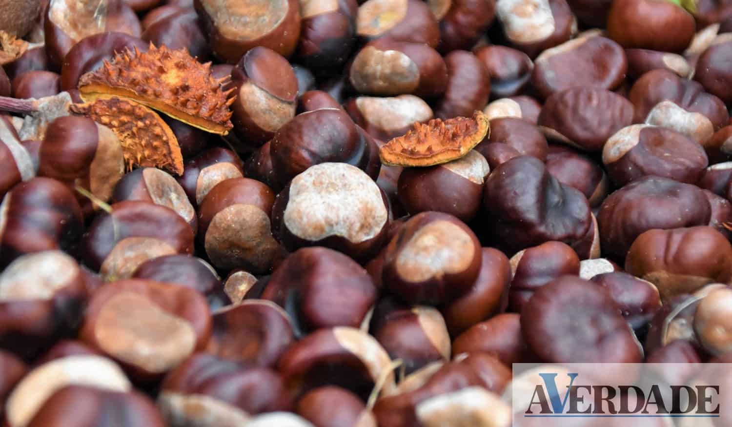 Marco: Tradicional Feira de S. Martinho regressa a Vila Boa do Bispo