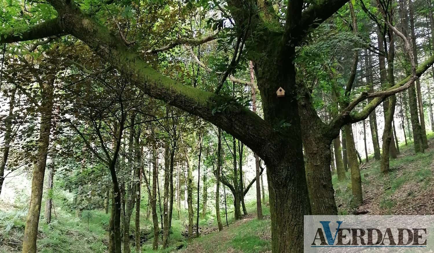 Amarante promove concurso "A floresta é a minha escola" para alunos do concelho