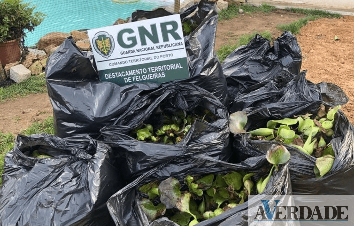 Lousada: GNR apreendeu 220 plantas de espécies invasoras