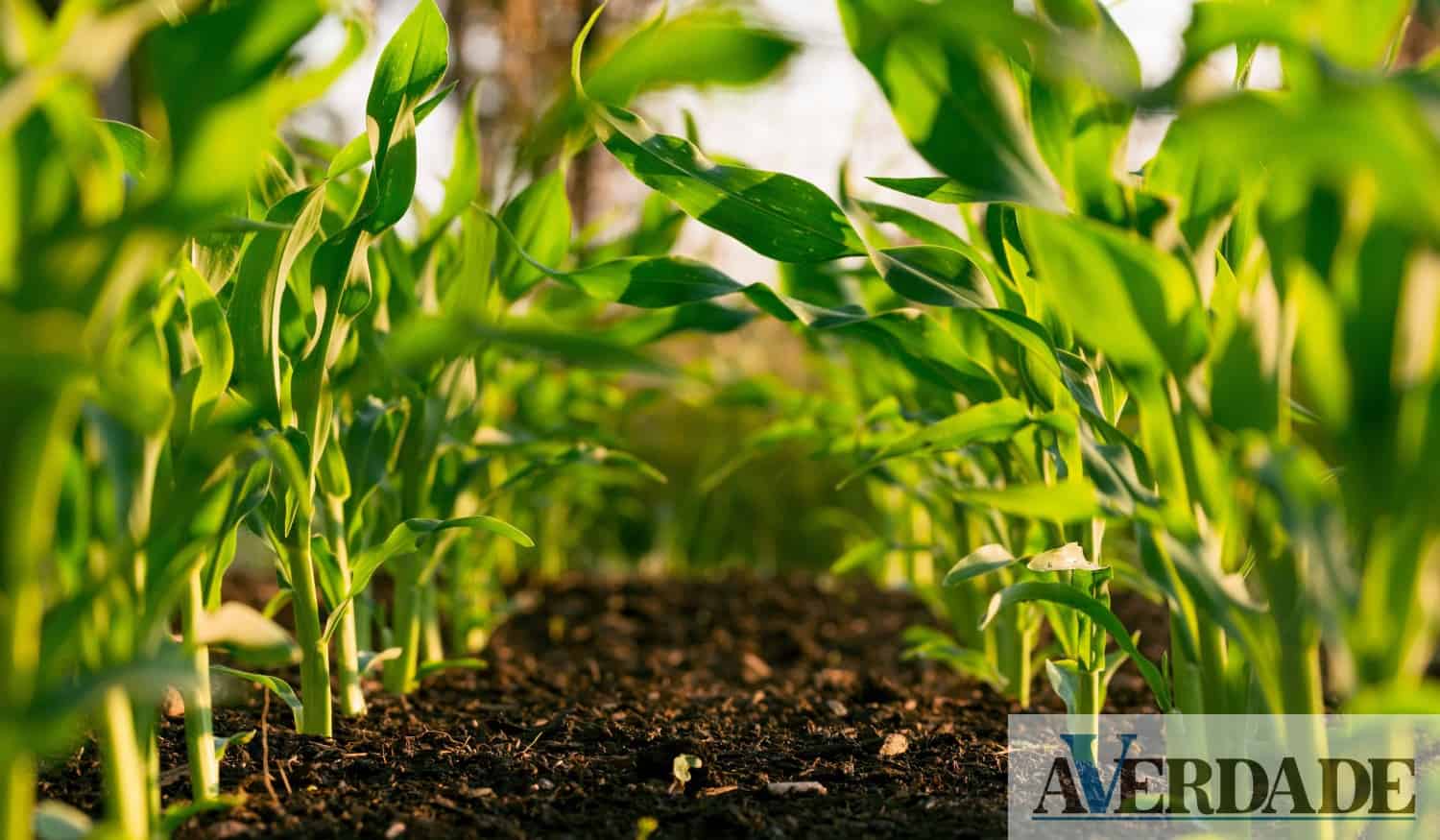 Lousada: ADER-SOUSA promove formação em Agricultura Sustentável e Biológica