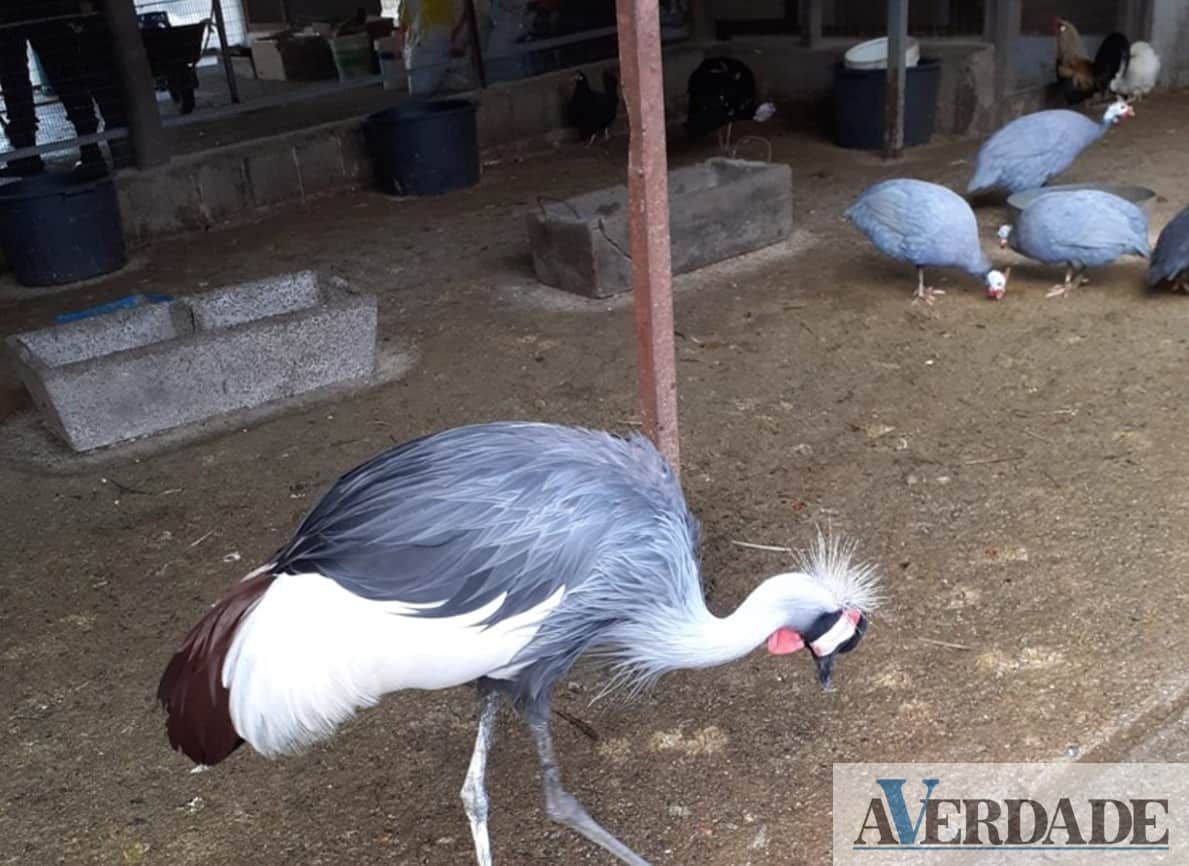 GNR detetou mais de 30 infrações no comércio de fauna protegida